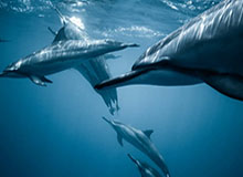 xingkong.com-詹姆斯将复出对阵步行者 施罗德戴维斯亦回归